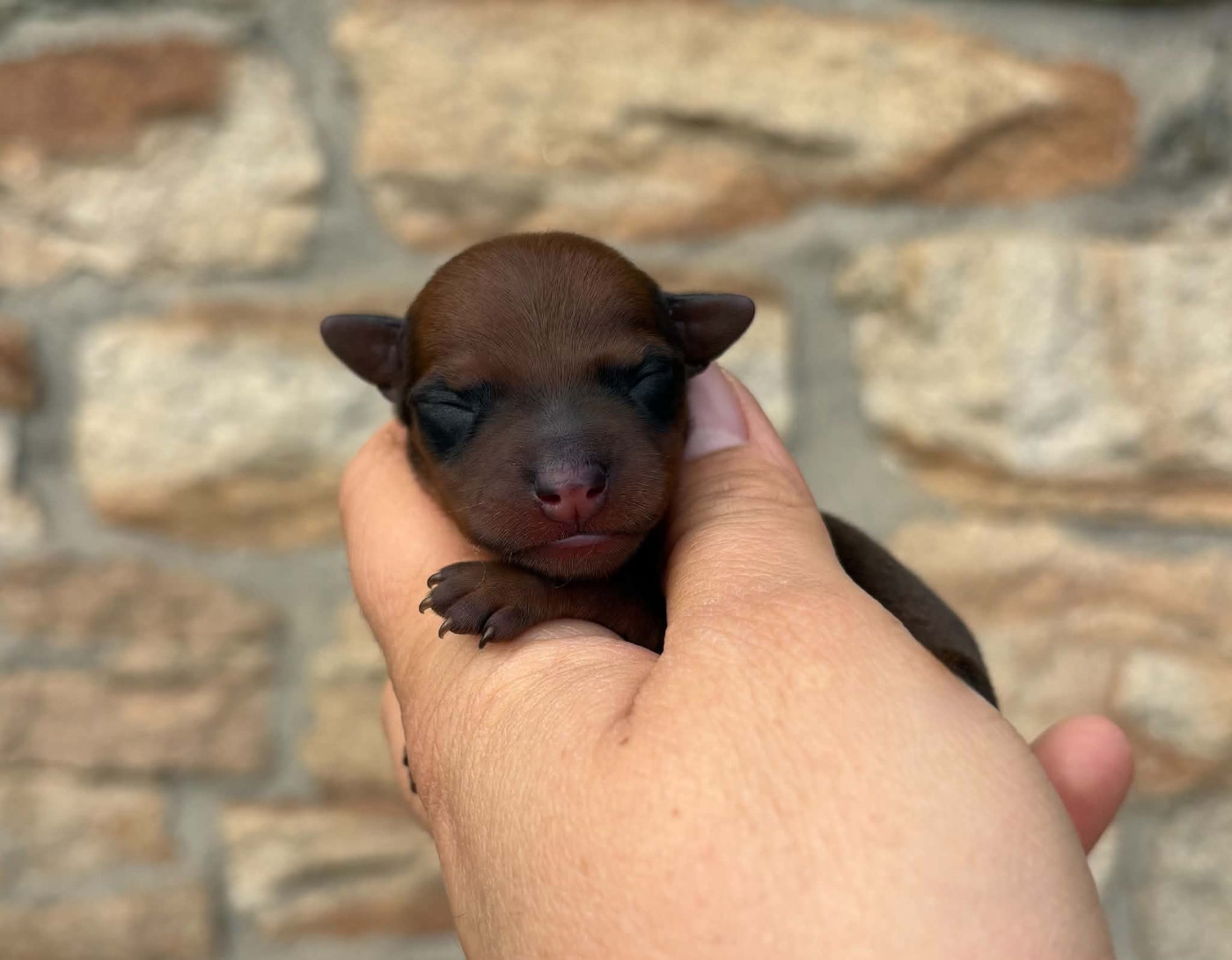 De La Plaine Bretonne - Chiots disponibles - Pinscher nain