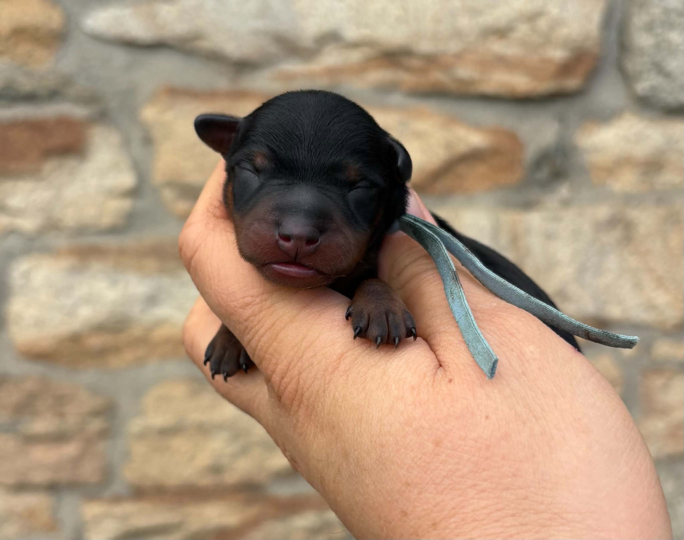 De La Plaine Bretonne - Chiots disponibles - Pinscher nain