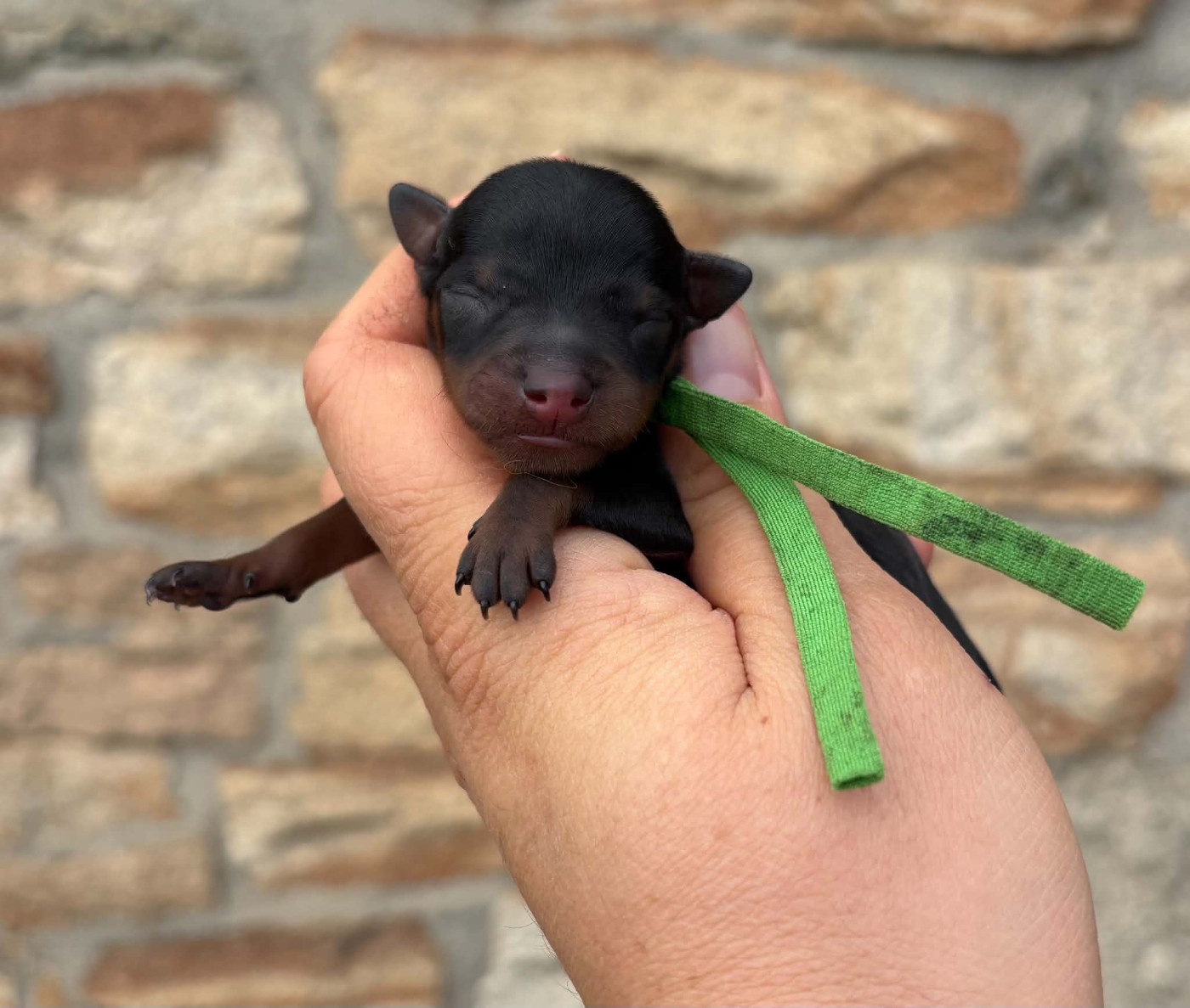 De La Plaine Bretonne - Chiots disponibles - Pinscher nain