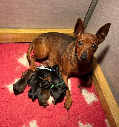 Chiot Pinscher nain De La Plaine Bretonne