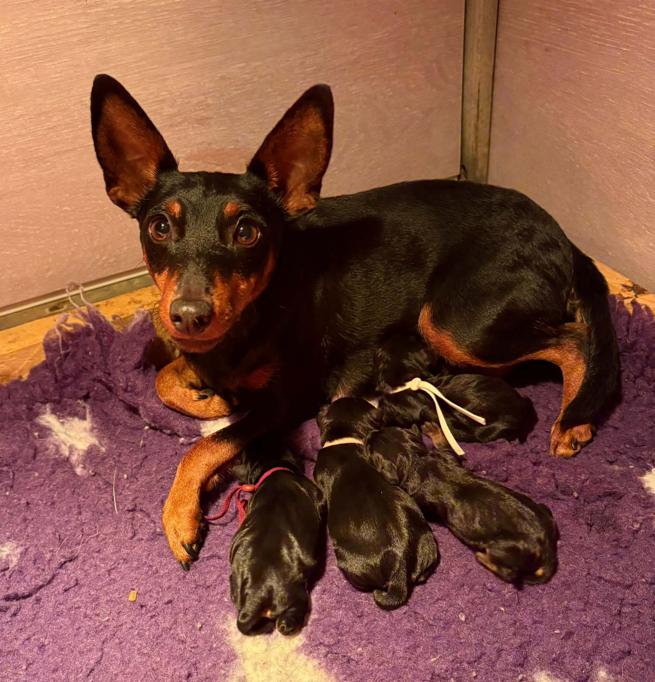Chiot Pinscher nain De La Plaine Bretonne