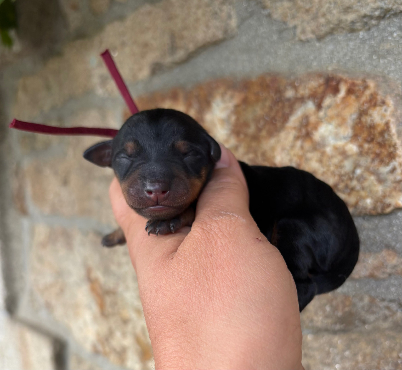 De La Plaine Bretonne - Chiots disponibles - Pinscher nain