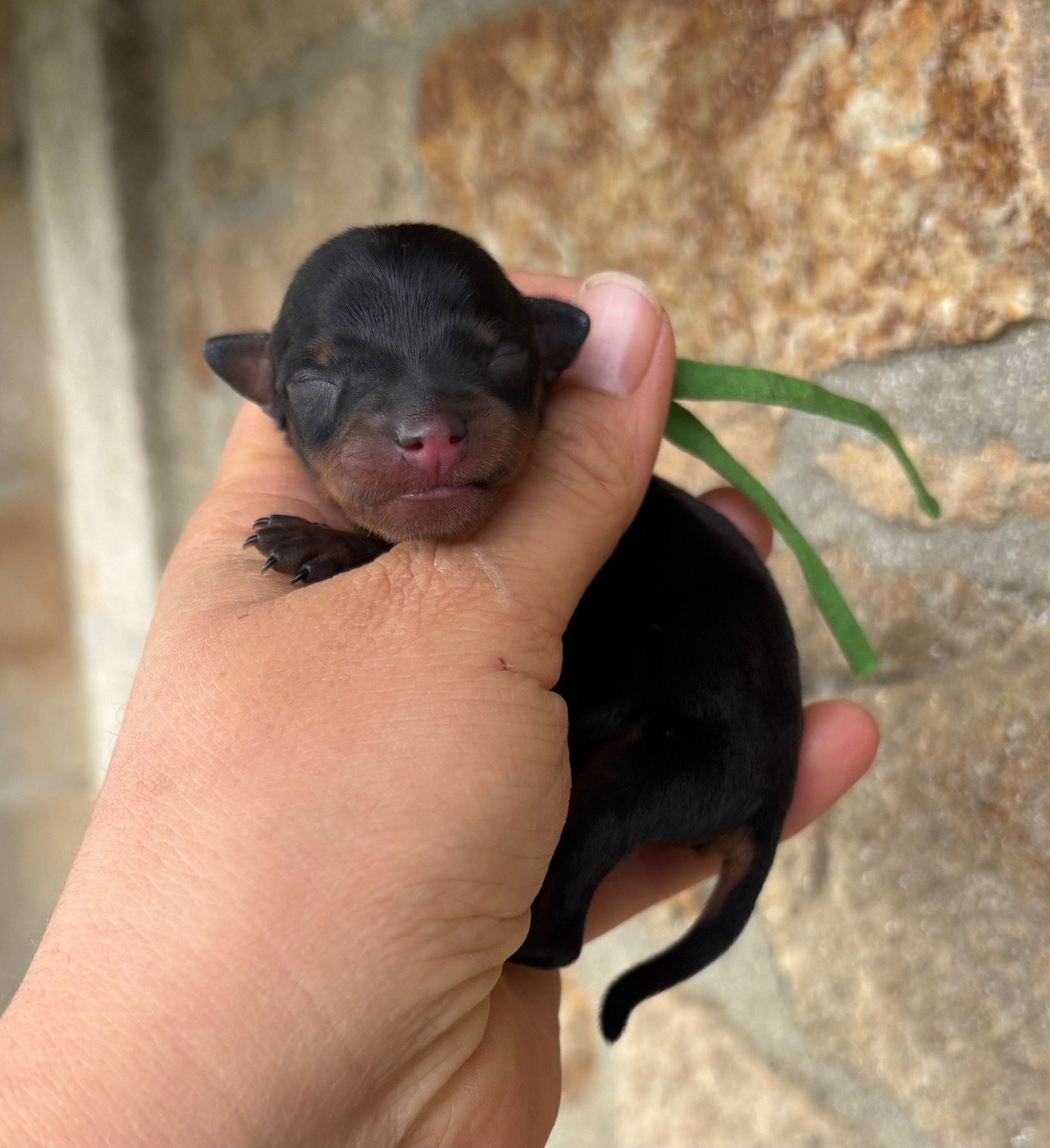 De La Plaine Bretonne - Chiots disponibles - Pinscher nain