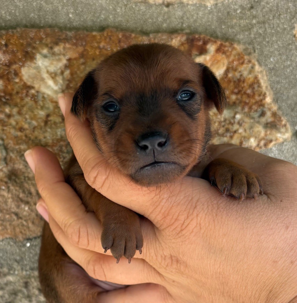 De La Plaine Bretonne - Chiots disponibles - Pinscher nain