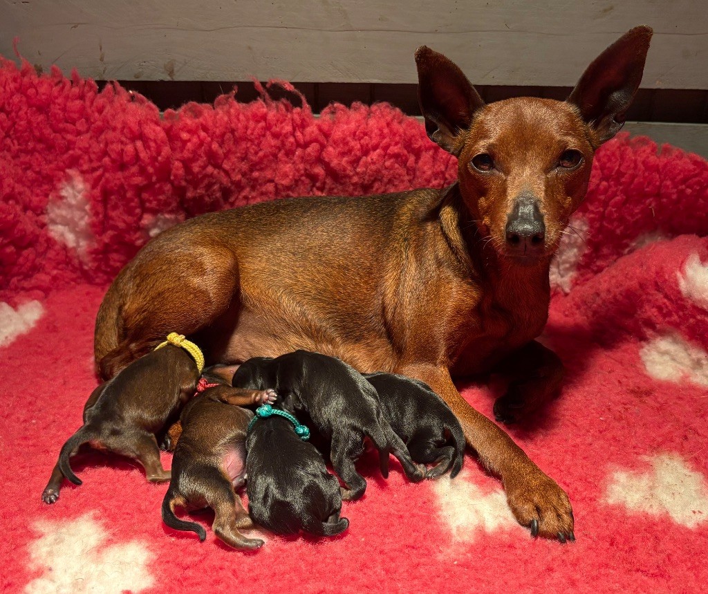 De La Plaine Bretonne - Pinscher nain - Portée née le 13/10/2025