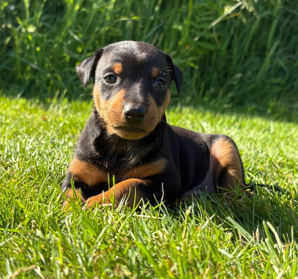 De La Plaine Bretonne - Chiots disponibles - Pinscher nain