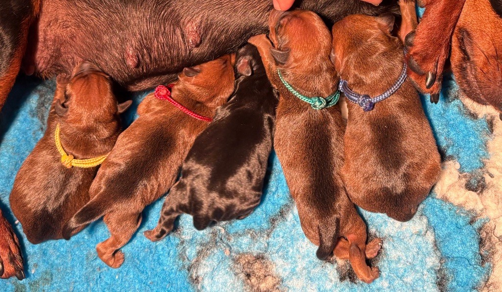 Chiot Pinscher nain De La Plaine Bretonne