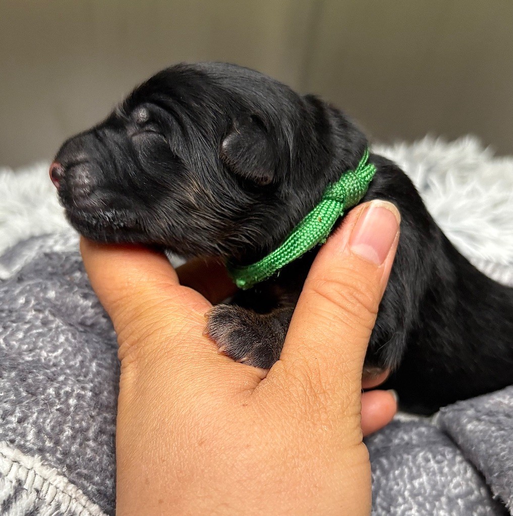 De La Plaine Bretonne - Chiots disponibles - Berger Allemand Poil Long