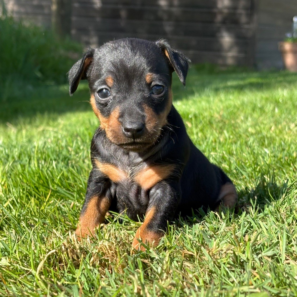 De La Plaine Bretonne - Chiots disponibles - Pinscher nain
