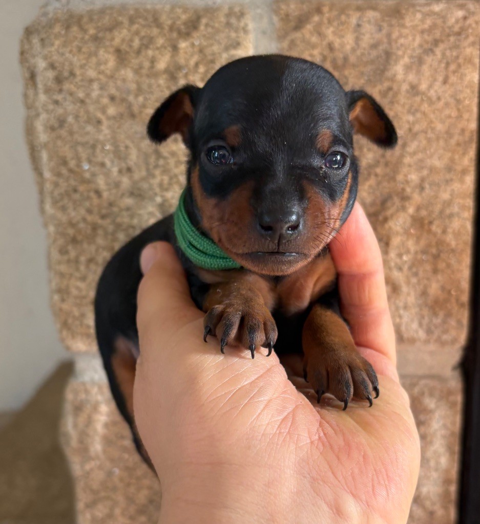 De La Plaine Bretonne - Chiots disponibles - Pinscher nain