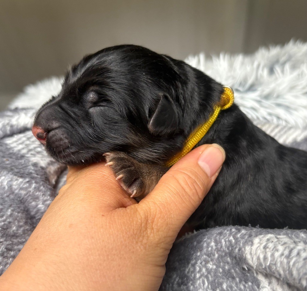 De La Plaine Bretonne - Chiots disponibles - Berger Allemand Poil Long