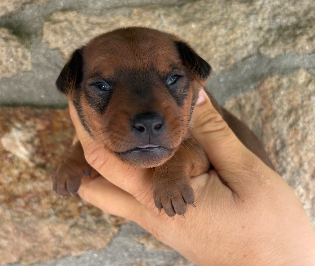 De La Plaine Bretonne - Chiots disponibles - Pinscher nain