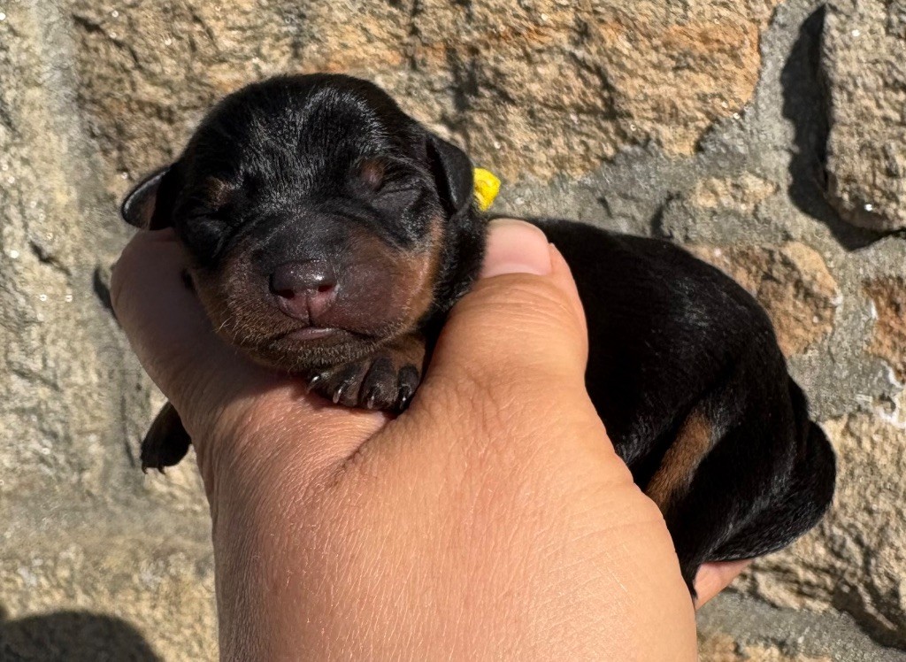 De La Plaine Bretonne - Chiots disponibles - Pinscher nain
