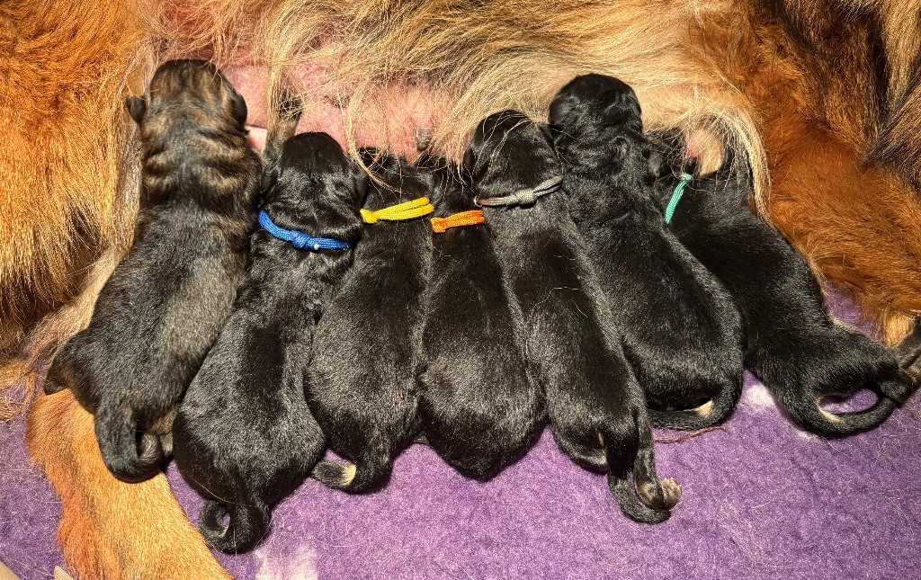 Chiot Berger Allemand Poil Long De La Plaine Bretonne