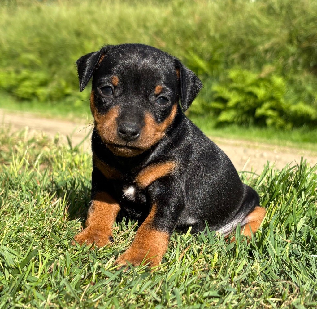 De La Plaine Bretonne - Chiots disponibles - Pinscher nain