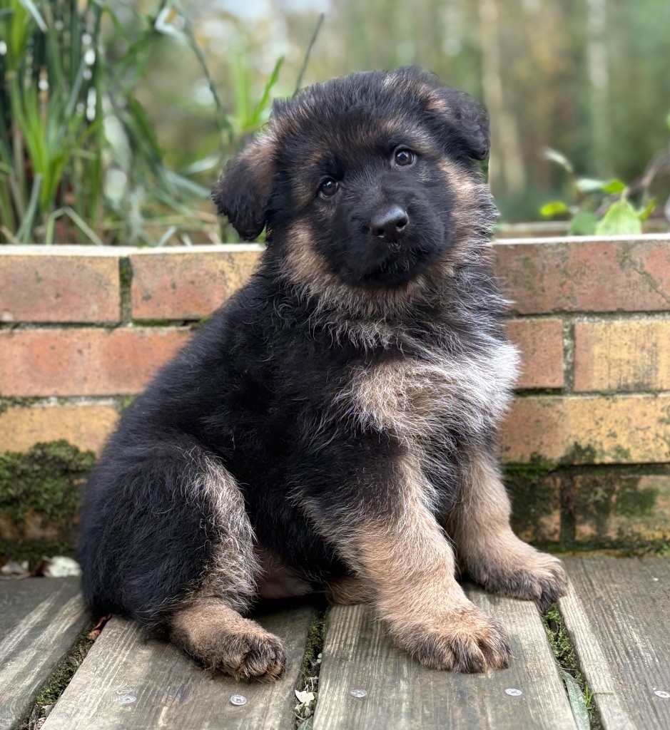 De La Plaine Bretonne - Chiots disponibles - Berger Allemand Poil Long