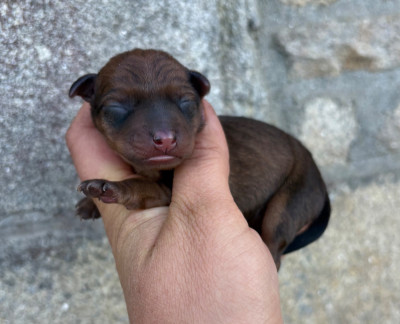 CHIOT 3