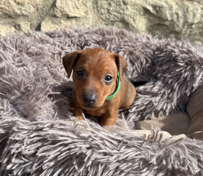 Benji