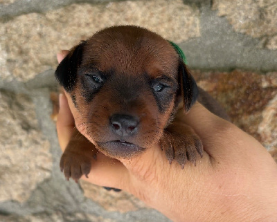 Angelo 