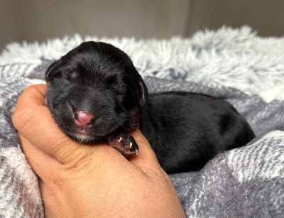 CHIOT