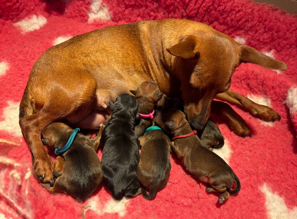 De La Plaine Bretonne - Pinscher nain - Portée née le 26/09/2025