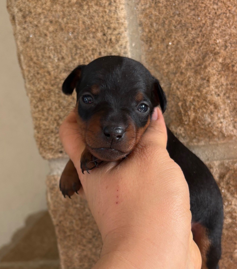 De La Plaine Bretonne - Chiots disponibles - Pinscher nain