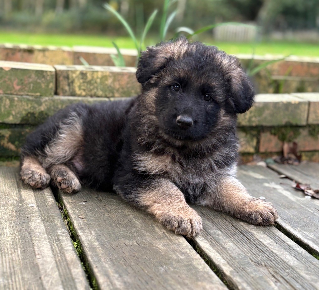 De La Plaine Bretonne - Chiots disponibles - Berger Allemand Poil Long