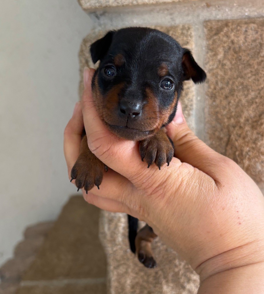 De La Plaine Bretonne - Chiots disponibles - Pinscher nain