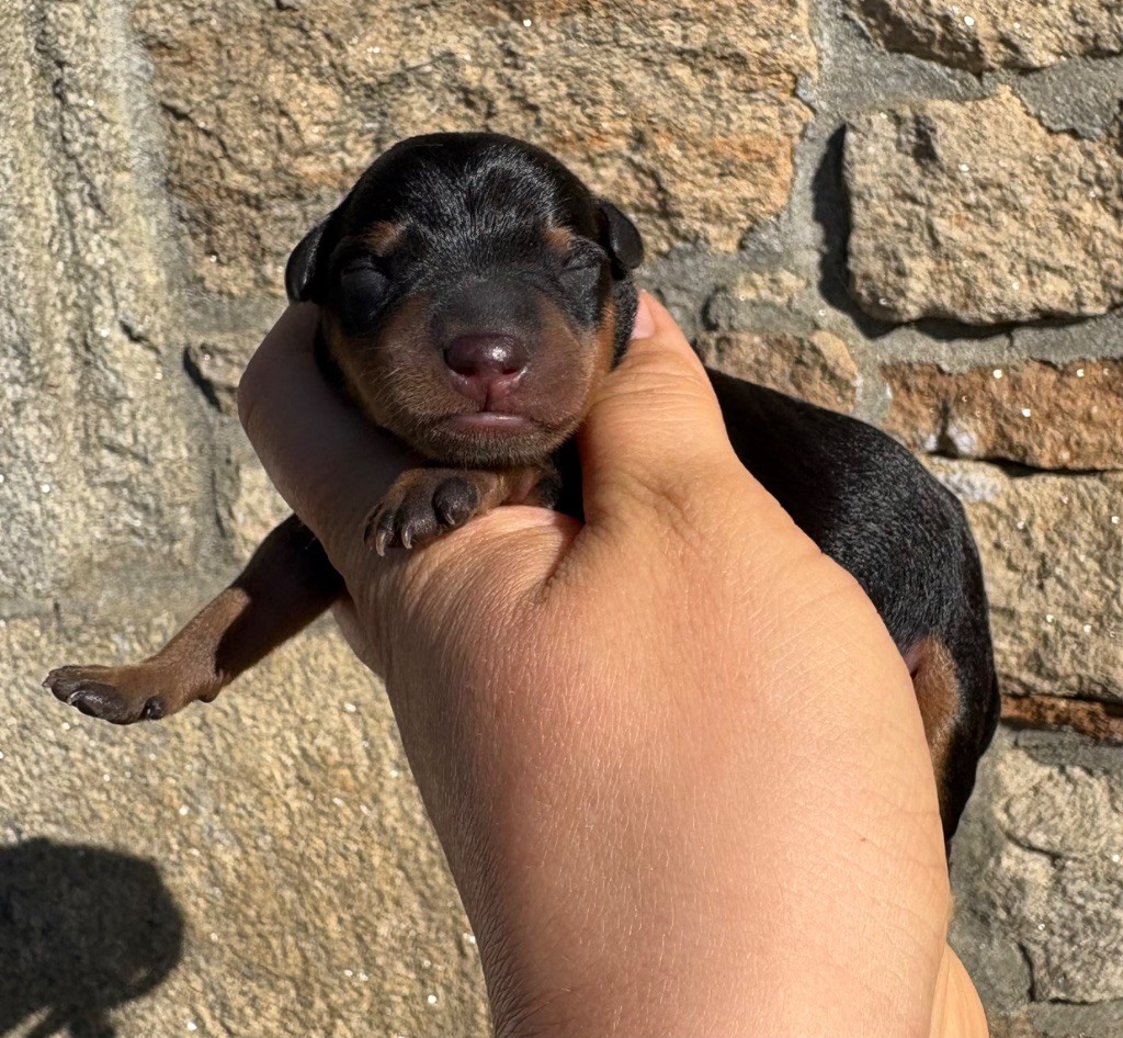De La Plaine Bretonne - Chiots disponibles - Pinscher nain