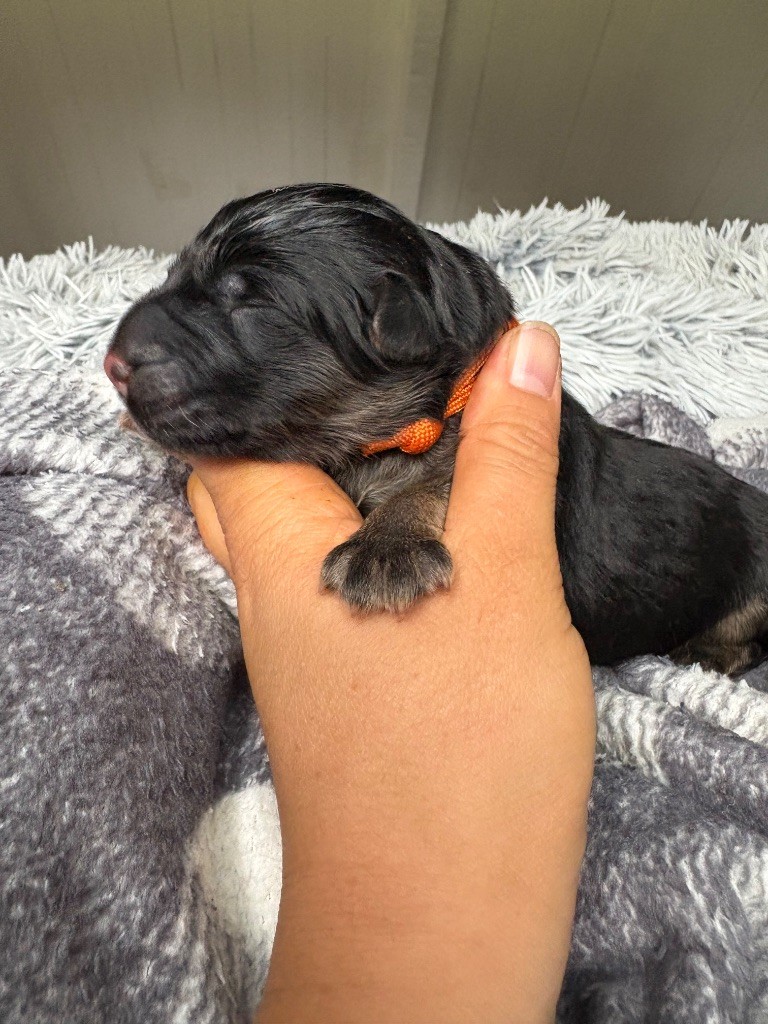 De La Plaine Bretonne - Chiots disponibles - Berger Allemand Poil Long