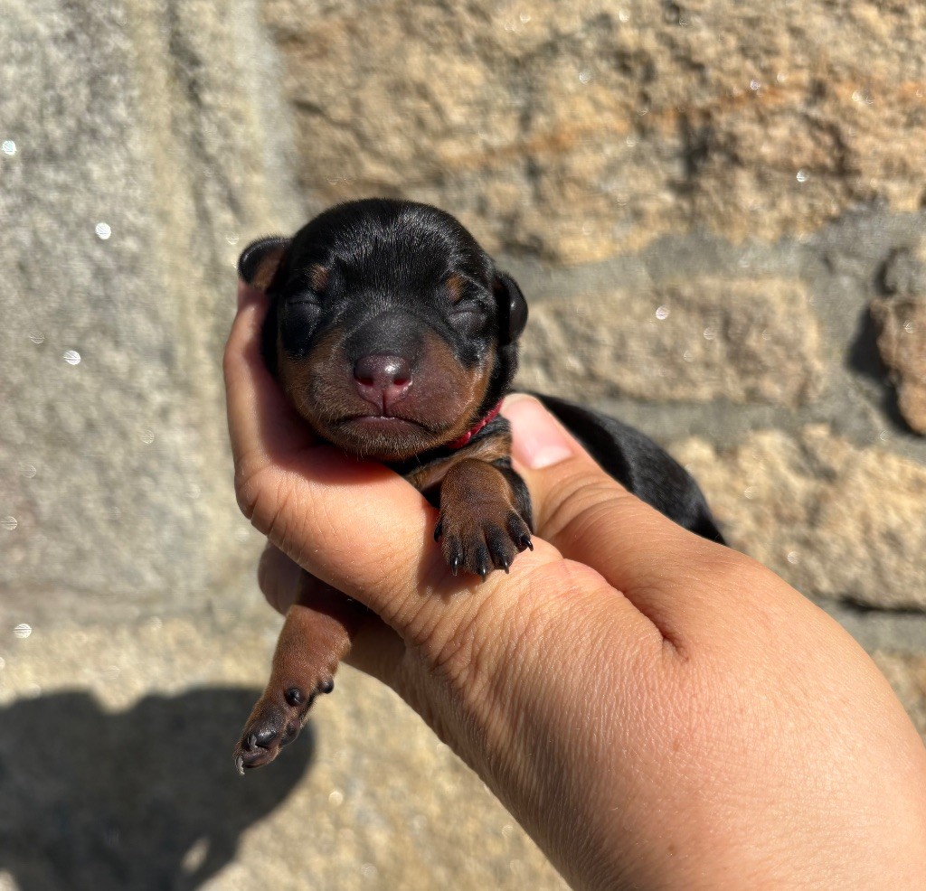 De La Plaine Bretonne - Chiots disponibles - Pinscher nain