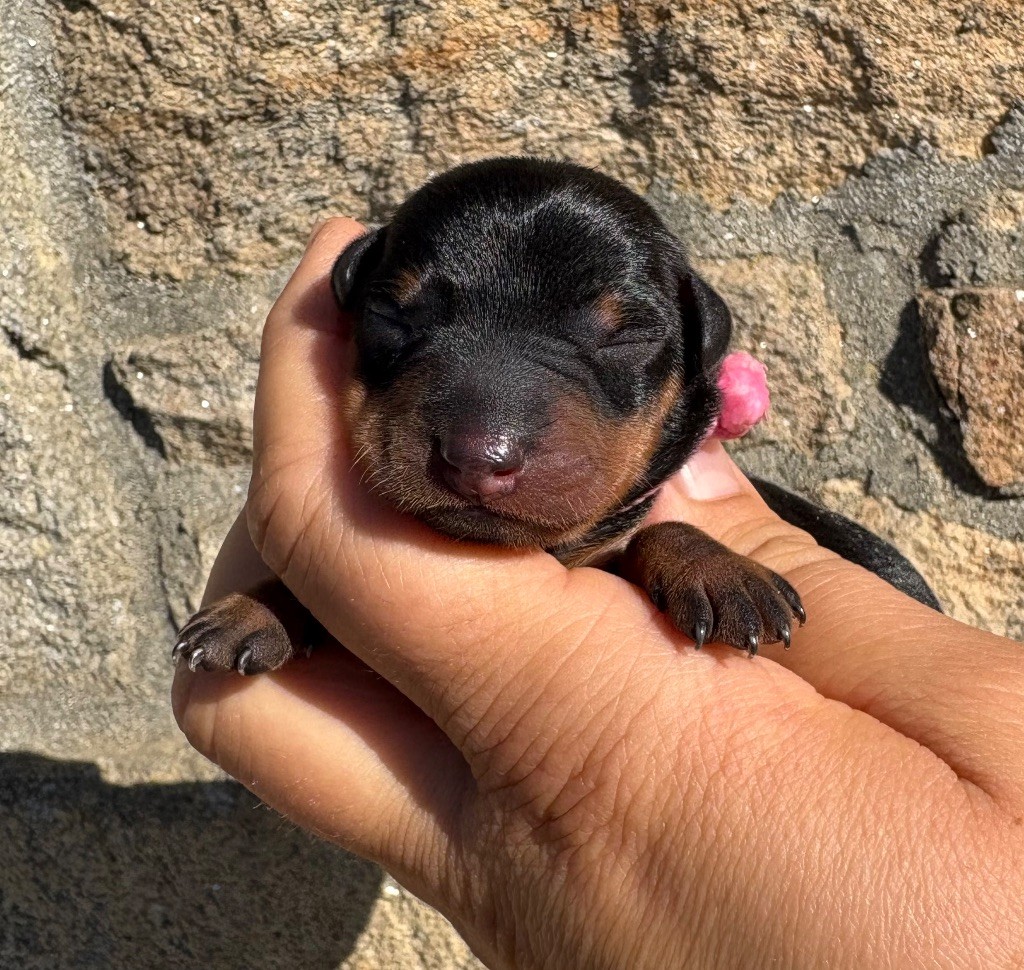 De La Plaine Bretonne - Chiots disponibles - Pinscher nain