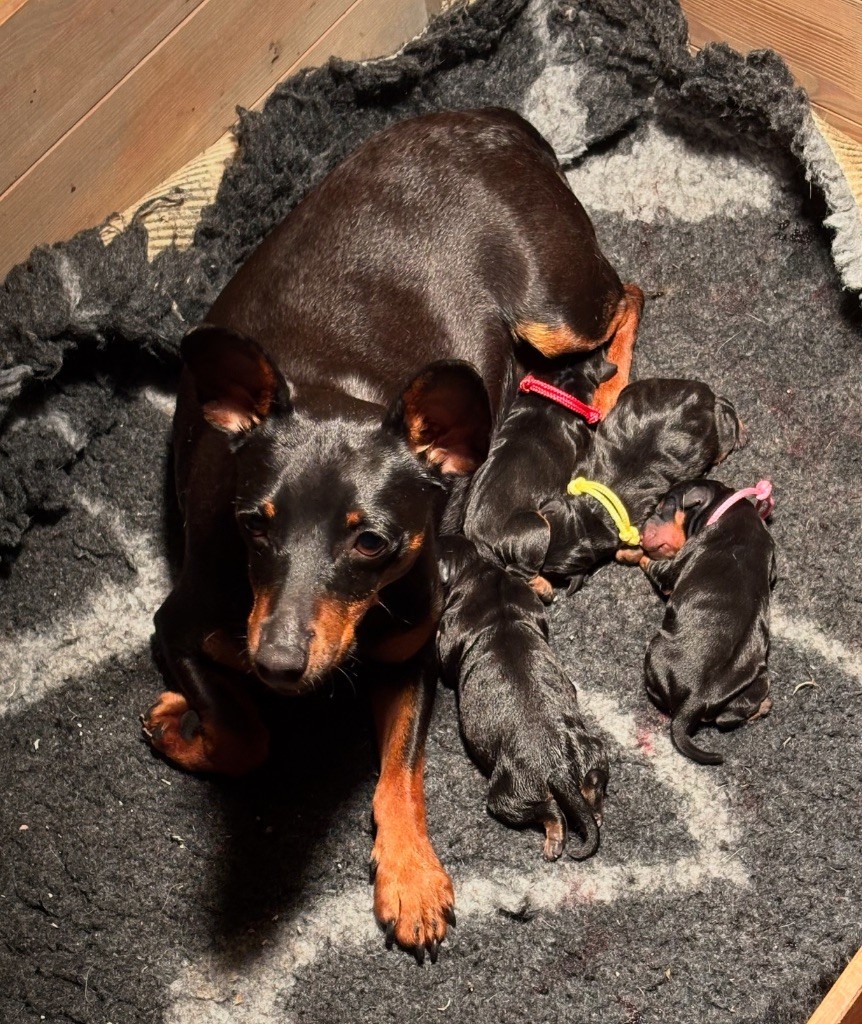 Chiot Pinscher nain De La Plaine Bretonne